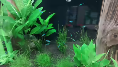 Zwergnadelsimse im Aquarium pflegen