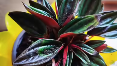 Zwergpfeffer, Zierpfeffer (Peperomia caperata ´Rosso´)