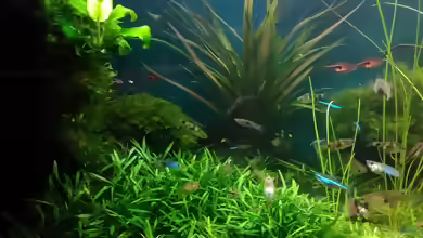 Zwergwasserkelch im Aquarium pflegen