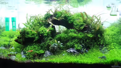 Zwischen den Regalen von Arami Gurami