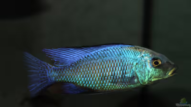 					 Fossochromis	rostratus von Lemans (31)