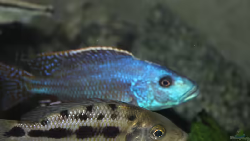 					 Nimbochromis	 fuscotaeniatus von Lemans (24)