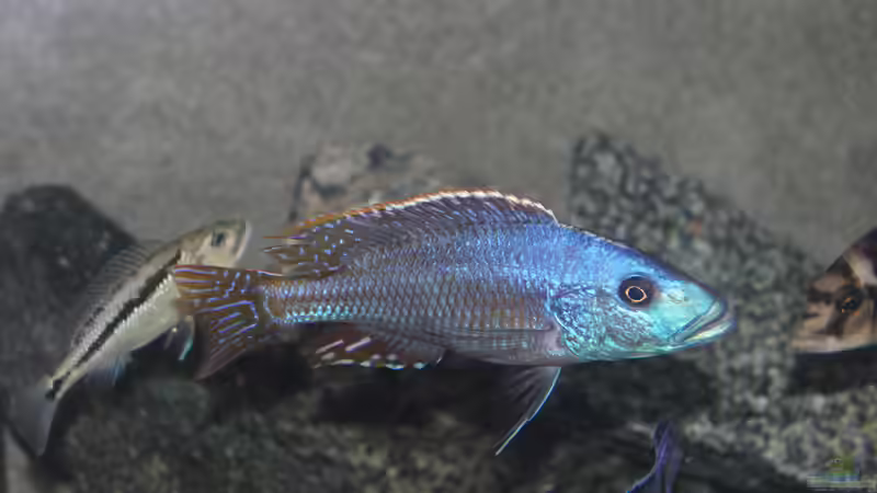 Einrichtungsbeispiele für die Haltung von Nimbochromis fuscotaeniatus im Aquarium
