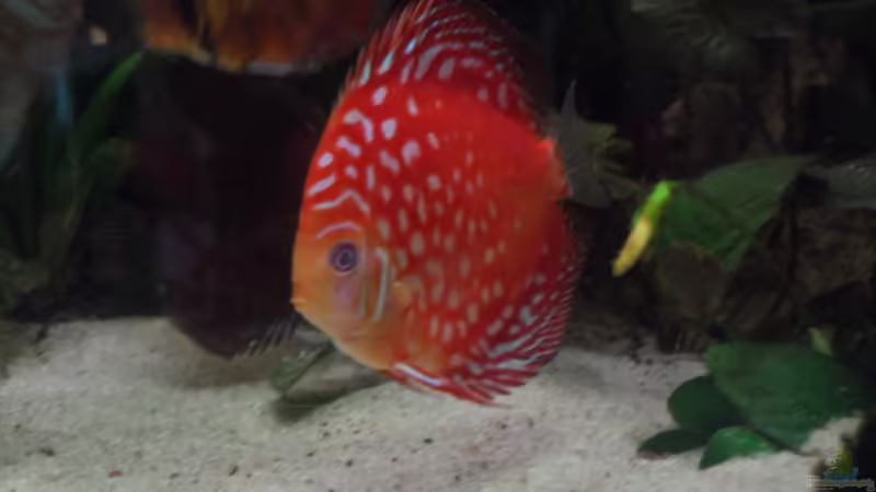 	Pigeon Blood Rot von Discus (14)