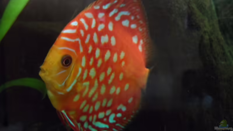 	Pigeon Blood Rot von Discus (15)