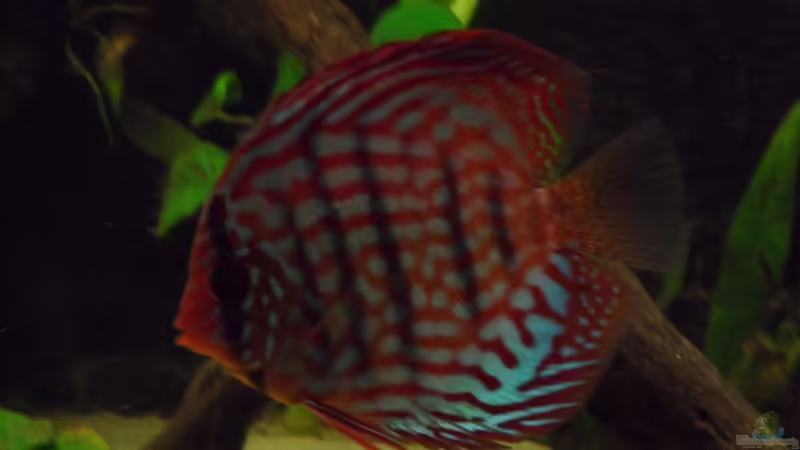 	Rot Türkis von Discus (19)