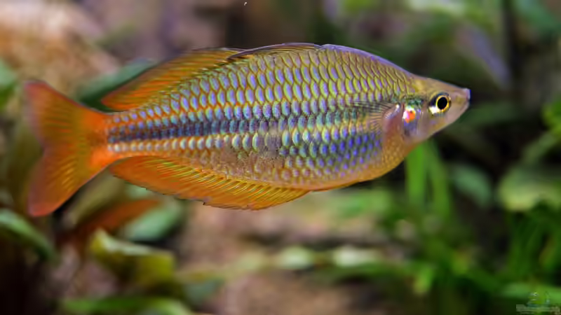 Aquarien mit Boeseman´s Regenbogenfisch (Melanotaenia boesemani)