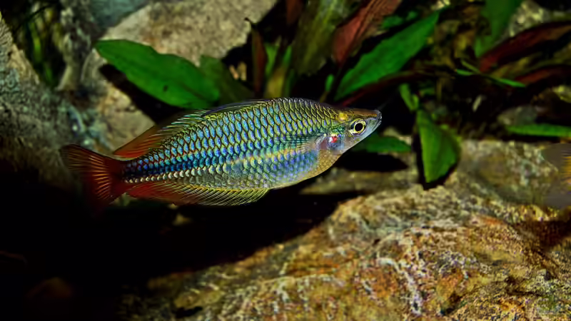 Aquarien mit Boeseman´s Regenbogenfisch (Melanotaenia boesemani)