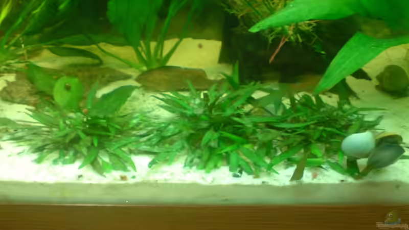 ........   ...........  ? von Manuel Brandt (12)