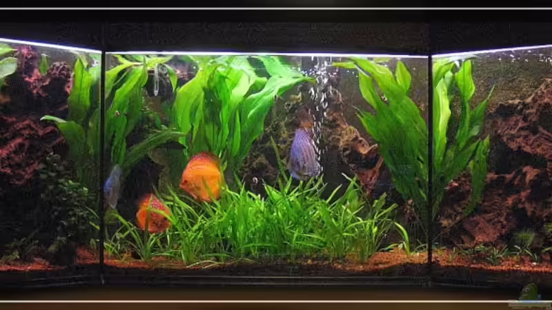  ~ ~ ~   Wenn Schwimmen gut sein soll für die Entwicklung von Armen & Beinen, warum haben Fische weder Arme noch Beine ? ? ?   ~ ~ ~