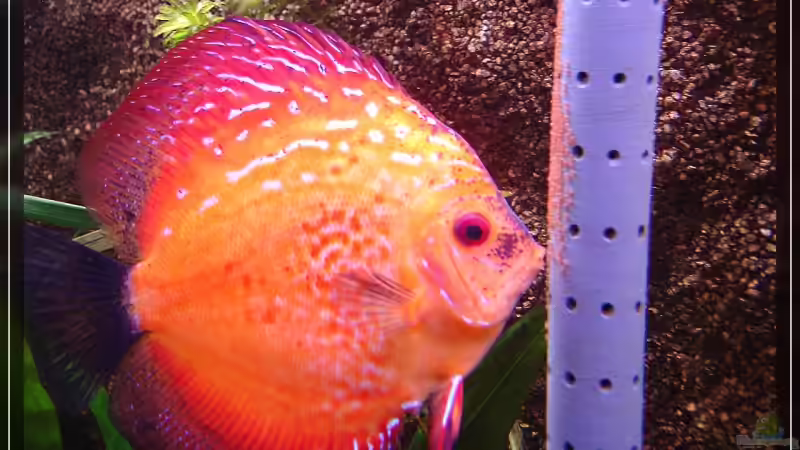  ~ ~ ~   Wie leg ich en Ei  ~ ~ ~ von Holger Rauhe (25)