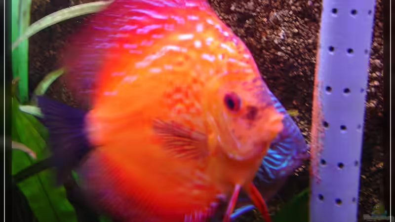  ~ ~ ~   Wie leg ich en Ei  ~ ~ ~ von Holger Rauhe (26)