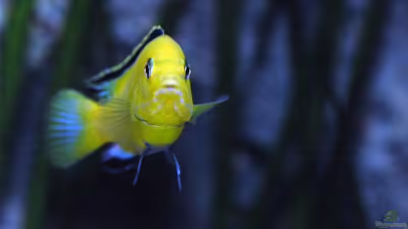 .....in a yellow Submarine. von Dommsel (38)