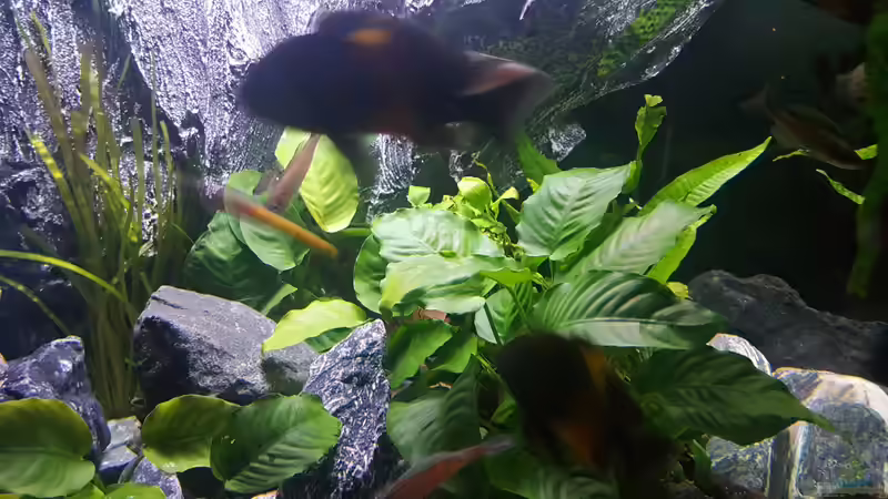 ---- von da Dida (7)