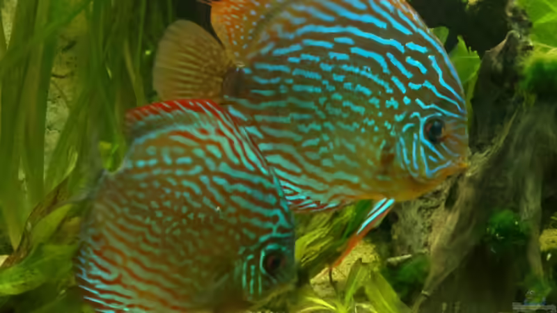 ... aber bei den beiden klappt die Brutpflege nicht so gut, wie mit diesem Weibchen von Sirko Fricke (62)