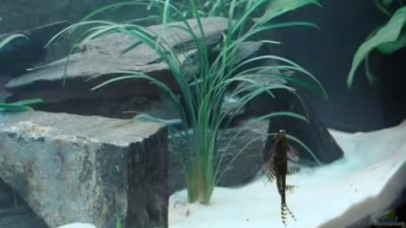 ... an der Scheibe von malawi74 (13)