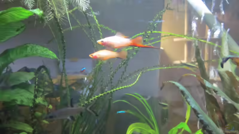 ... Ananasschwertträger von RenSa (22)