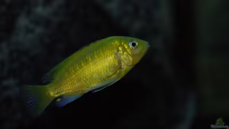 ....are live.... von Dommsel (37)