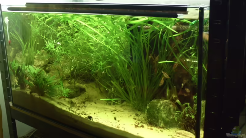 .:] Becken 01.01.11 von El Grande (1)