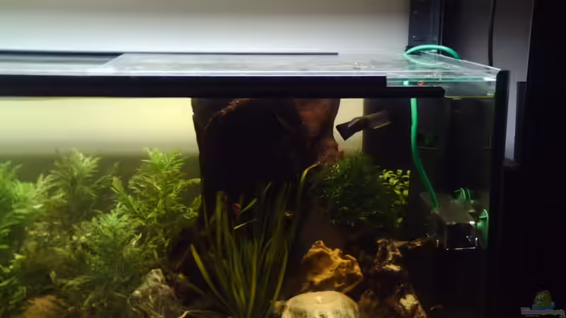 .:] Becken neu von El Grande (4)