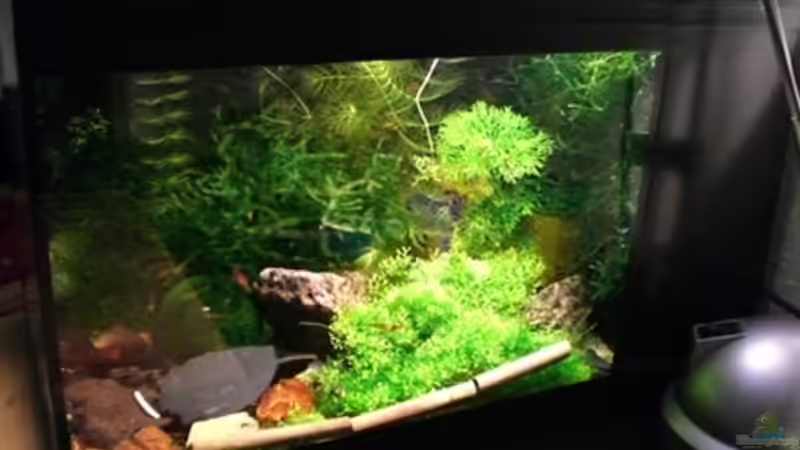 ... bessere Gesamtansicht folgt! von Michael Boysen (1)