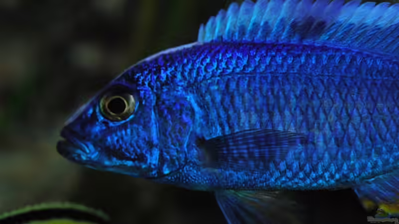 ....blauste. von Dommsel (35)