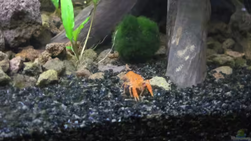 ... CPO  von RenSa (23)