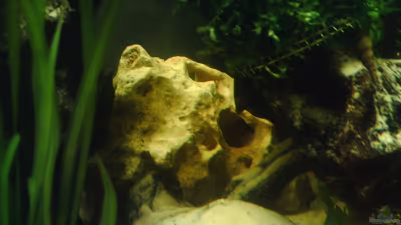 .:] Das Lochgestein zum Schutz vor Laichverhärtung [:. von El Grande (9)