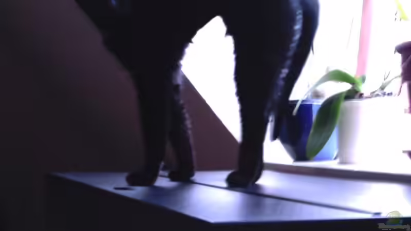 ... Deko ... (die Katze hat ihr ´Seepferdchen´ im AQ gemacht!) (*g*)... von Sue (37)