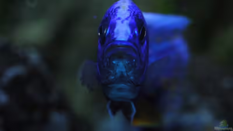 ....der..... von Dommsel (34)