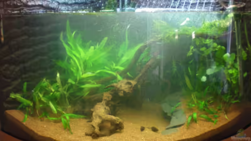 ... fast voll, mit den ersten Pflanzen... von Thomas Ahrens (31)