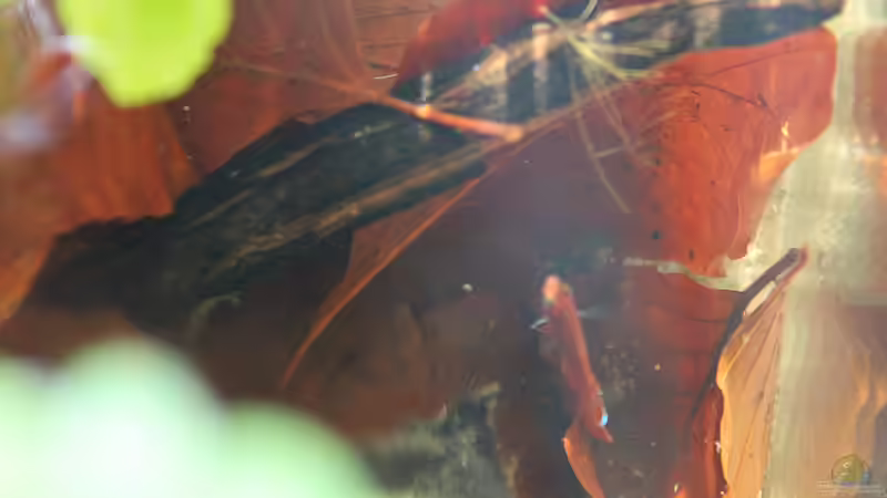 ... finde ich einfach großartig. von Laufilauf (33)