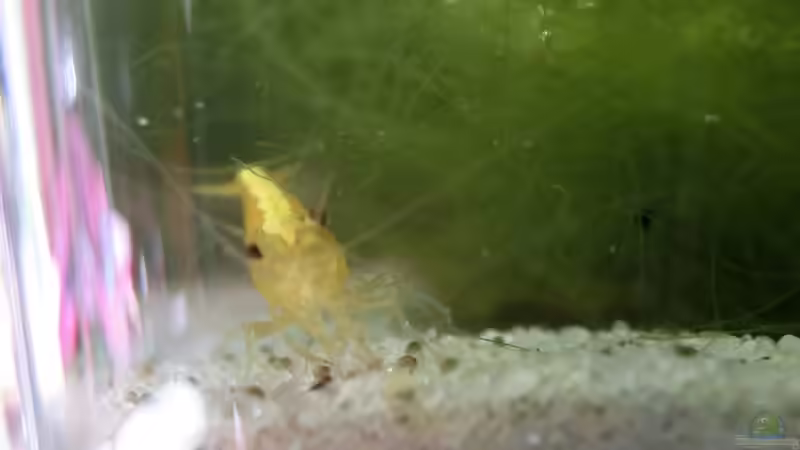 ... frisch eingesetzt am 21.07.2016 von Laufilauf (28)