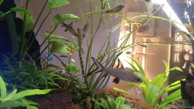 ... Haibarbe von RenSa (20)