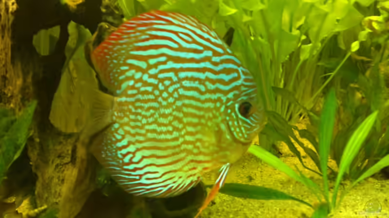 ... hat jetzt wohl auch ~ 15 cm, hat im Dez. 2011 Lochkrankheit überstanden von Sirko Fricke (56)