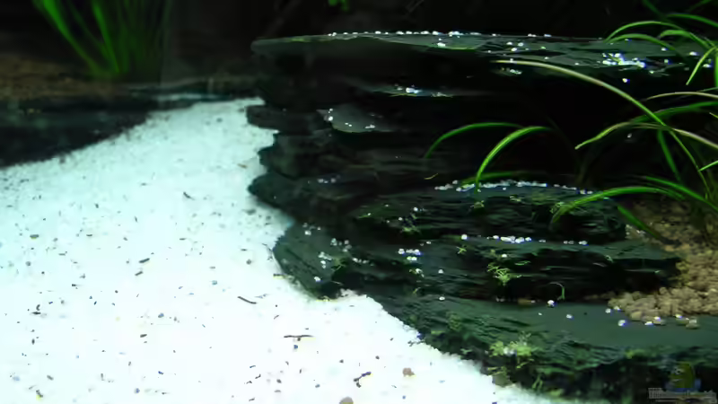 ....jetzt wieder (fast) ohne Bartalgen! von Christian Grunwald (40)