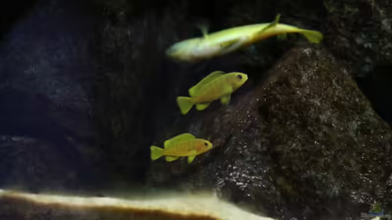 ....lets take a step to the left.... von Philosoph (57)