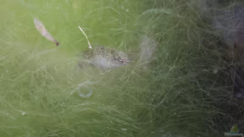 ... mitunter taucht sie minutenlang in das Fadengewirr ein. von Laufilauf (43)