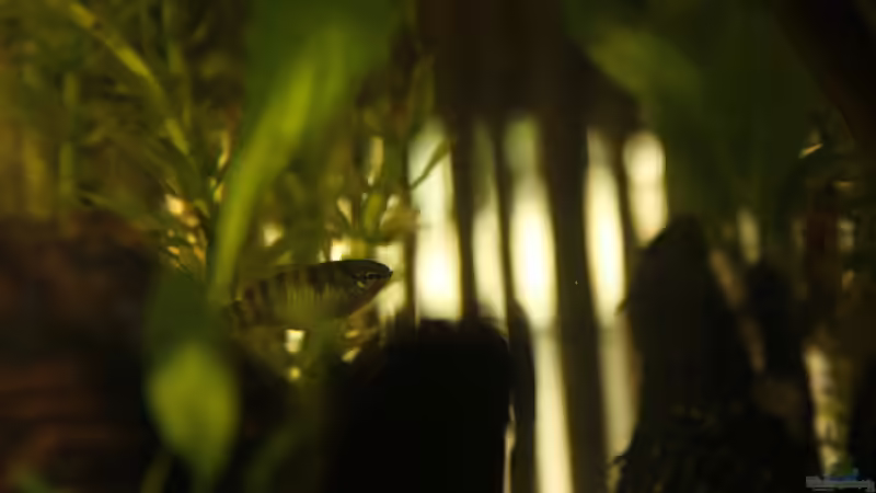 ... nach Frau Dario. Sie geht ihm aus dem Weg, ist aber insgesamt mehr zu sehen als von Laufilauf (36)