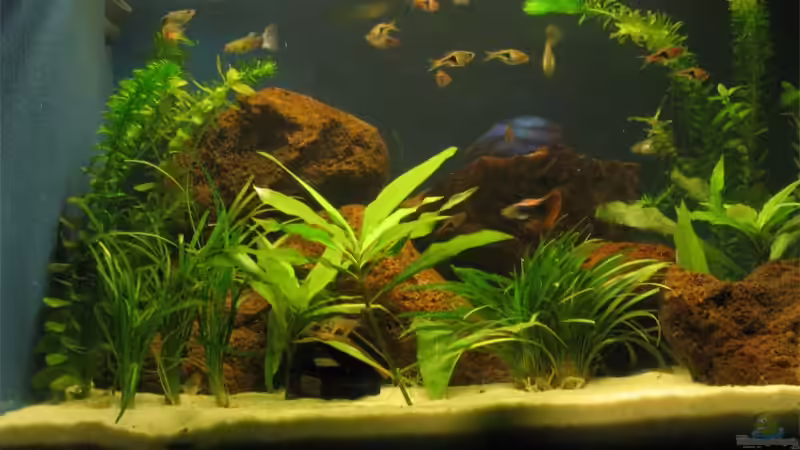 ... noch ein Bild mit Fischen von Sina Blessing (6)