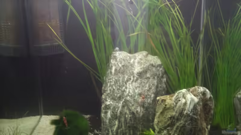 ....noch ohne Holz, aber die Bewohner sind schon da von andreas69 (4)