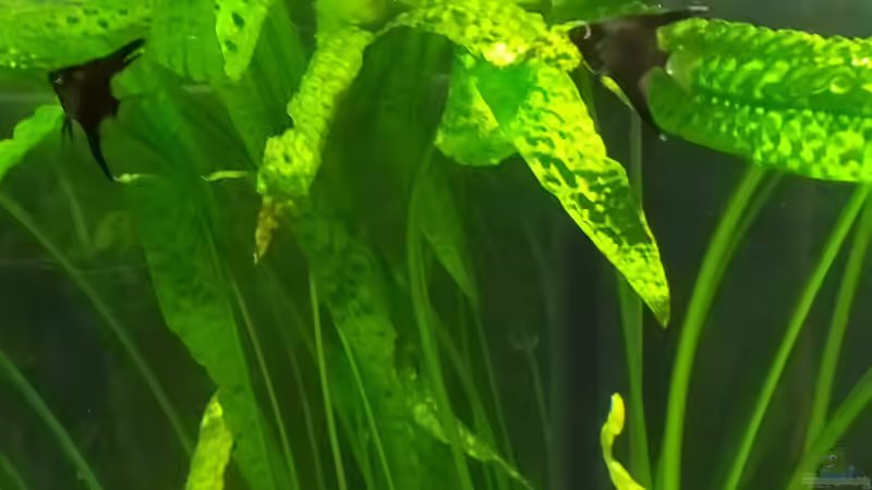 ....noch sehr klein die Scalare von vauen (12)