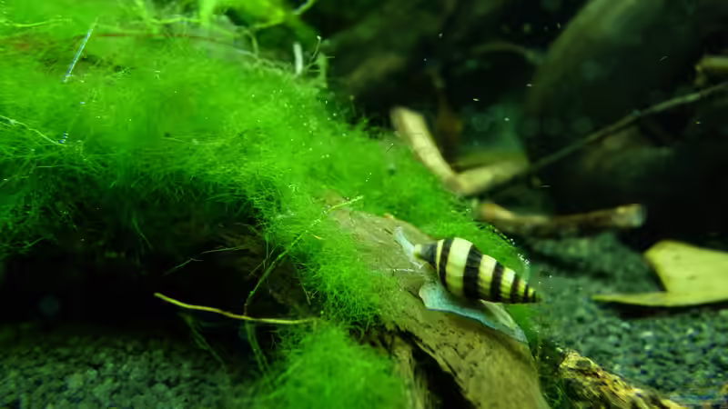 ....Raubschnecke von Steffen S. (27)