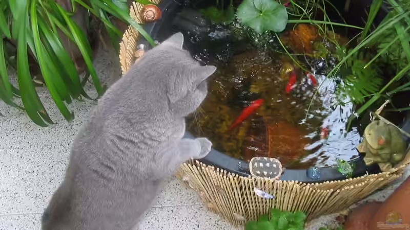 ....später stellte ich meiner Katze ein Stuhl dort hin (war bequemer :) ) von Muschelherz (7)