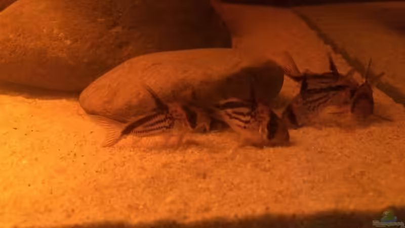 ....Tubifex-Mahlzeit.... von Judith P. (22)