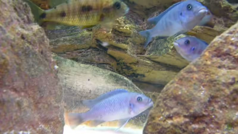 ... und Anhang von Michael Fischer (11)