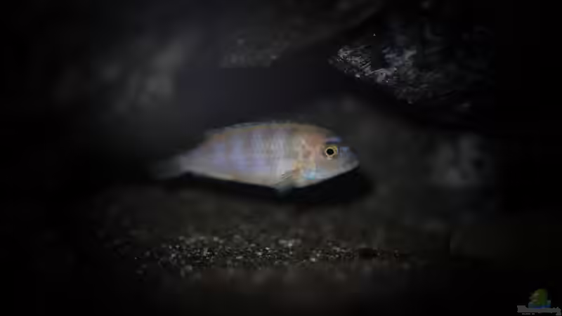 ... und der Omega in seiner Höhle von pa.Trick (30)