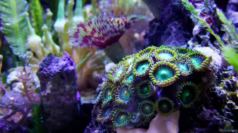 ... und die Krusten im April. Wachsen super! von Denise83 (32)