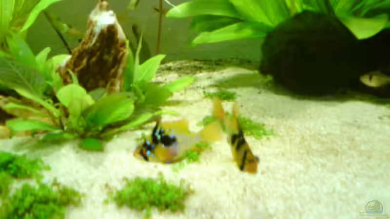 ... und mit Partner ;) von Still (9)