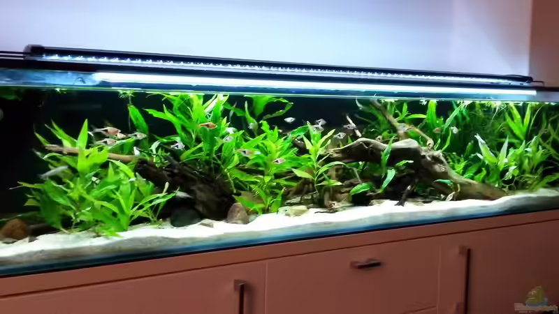 ... und nach Ausdünnung des indischen Wasserfreunds im März 2015 von Berlin42 (27)